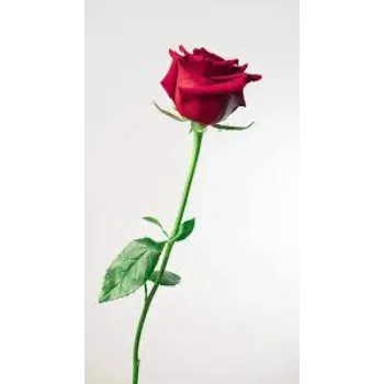 Organic Red Rose Flower